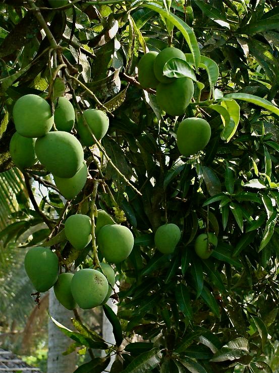 India Mango Tree From Seed 